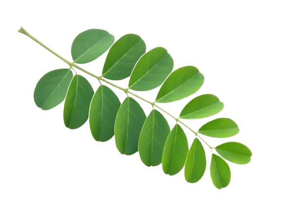 moringa_leaft-removebg-preview